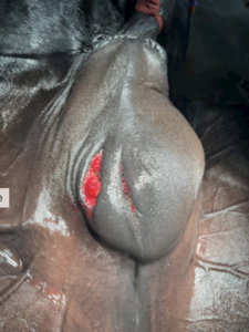 Equine castration swelling